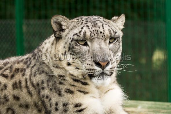 snow leopard.jpg